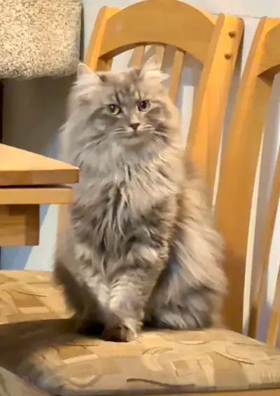 Longhair Siberian Cat, View more