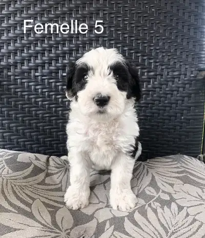 berger anglais croisé caniche royal (sheepadoodle), View more