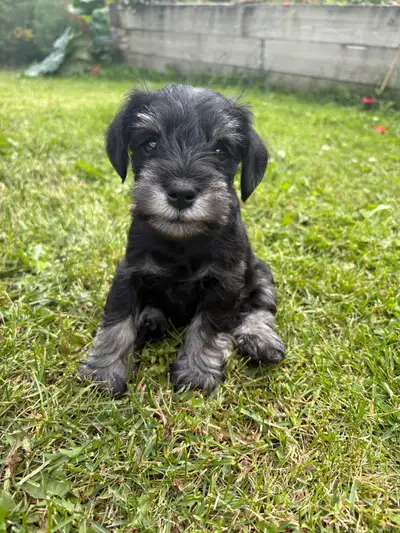 Minature Schnauzer Puppies CKC Registered, View more