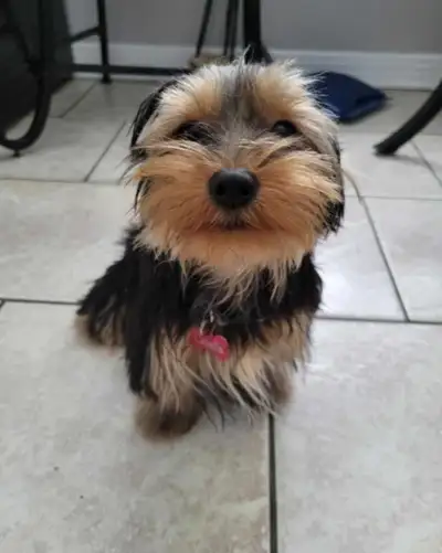 Adult Female Yorkie, View more