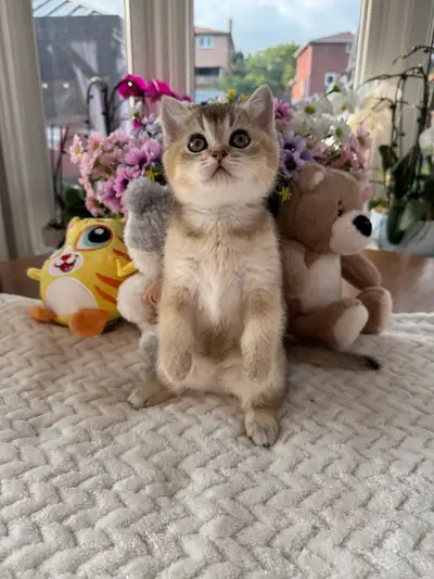 Scottish Fold Kittens Available! Ready NOW!, View more