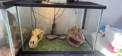 Leopard gecko, View more