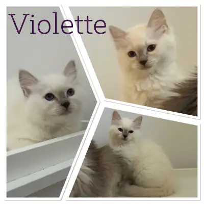 2 Chatons Ragdoll disponibles, View more