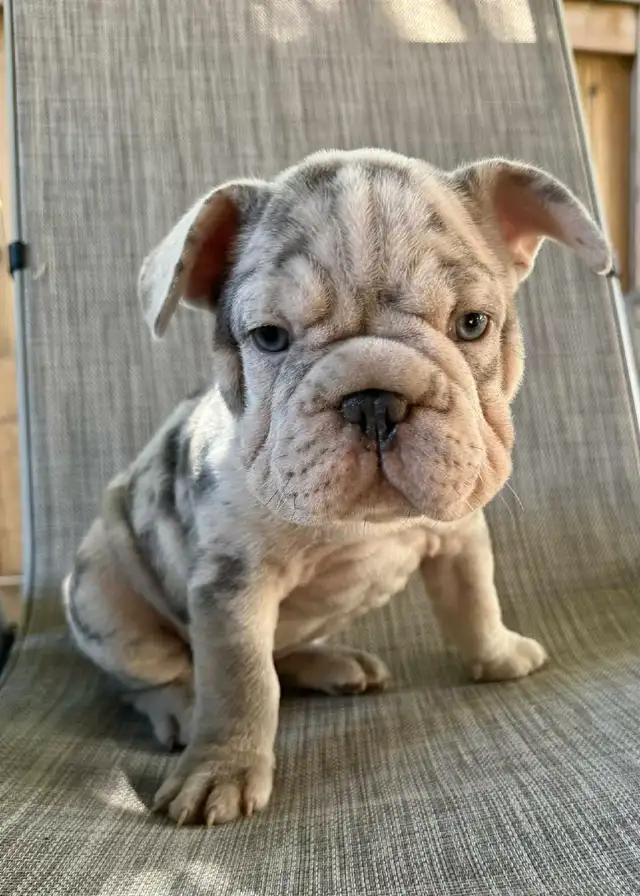 French Bulldog Puppy in Dogs & Puppies for Rehoming in St. Albert - Image 9