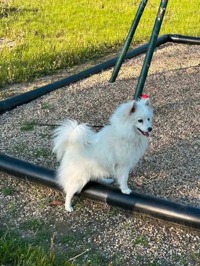 Vaccinated toilet trained white American Eskimo Well taken care of Looking for a nice new owner