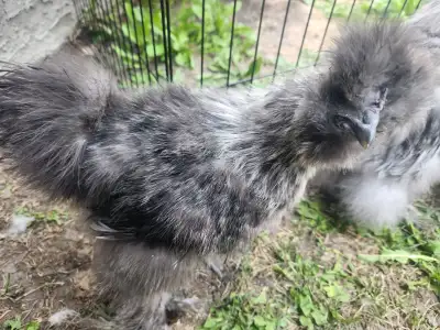 Silkies roosters, View more