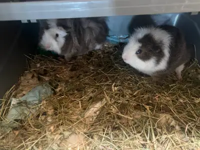 2 Male Guinea Pigs, View more