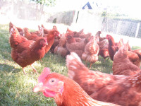 poulettes rousse de 19 sem dispo le 3 mai