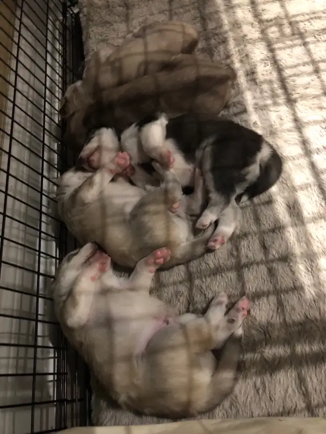 Husky puppies ready for adoption - ONLY TWO LEFT in Dogs & Puppies for Rehoming in Oakville / Halton Region - Image 6