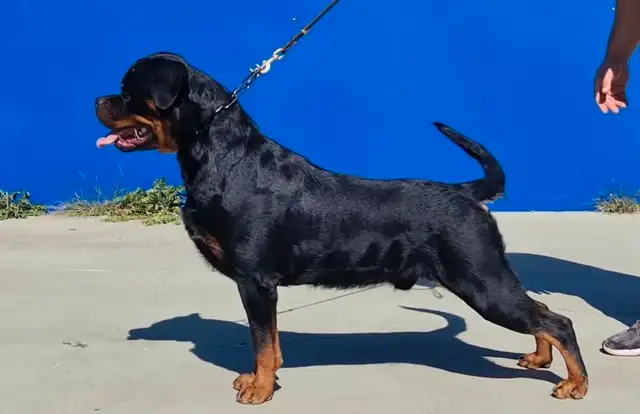 CKC Reg'd Rottweiler Puppies in Dogs & Puppies for Rehoming in Brantford - Image 4