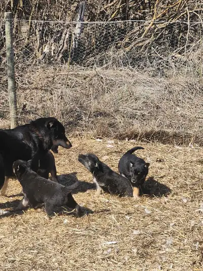 9 week old pups for adoption. Mother is half husky, father is unknown.