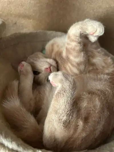 Kitten For Rehoming , View more