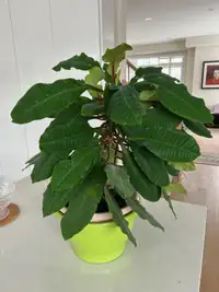Madagascar Jewel Plant - Euphorbia Leuconeura
