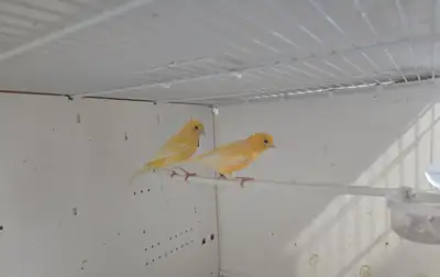 Pair of Canaries, View more