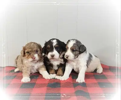 Bernedoodle F1b mini Tri coloured , View more
