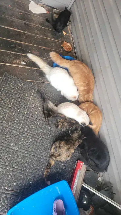 Kitty cats , View more