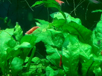 Fire red shrimp