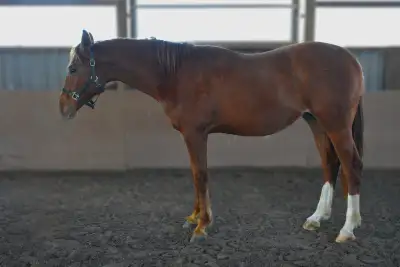 CSHA Two Year Old Gelding – Hunter/Jumper Prospect, View more