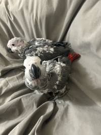 Bébé perroquet gris d'afrique du Congo / Gabon / Costco CAG