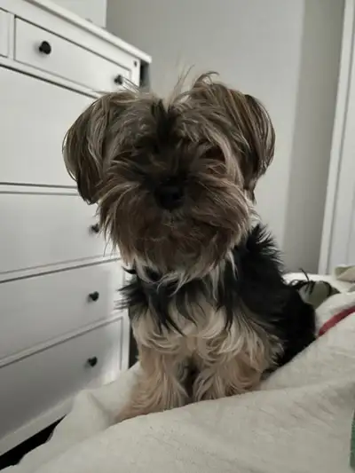 Pure-bred Yorkshire terrier puppies They’re 5 weeks old ., View more