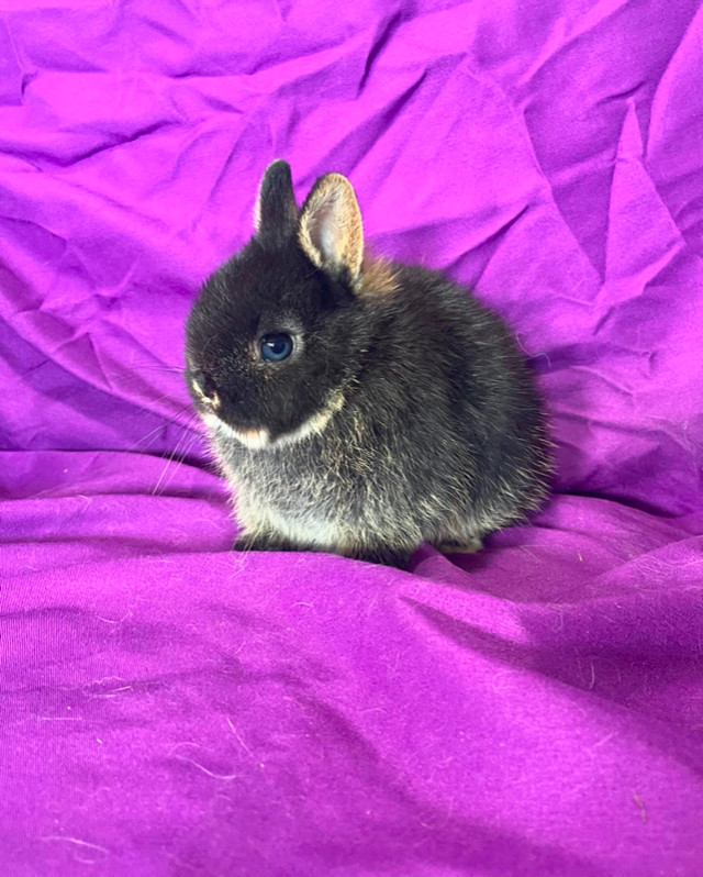 Netherland Dwarf Baby Bunnies in Small Animals for Rehoming in Delta/Surrey/Langley