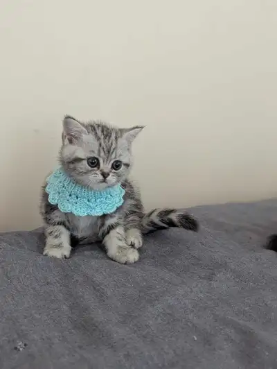 British shorthair silver tabby classic mâle est femelle Disponib, View more