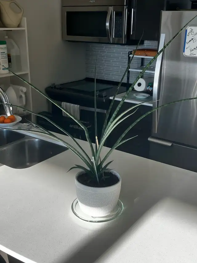 Sansevieria598239527693854723