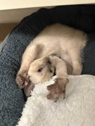 Purebred Siamese kittens. Cutest Ever!, View more