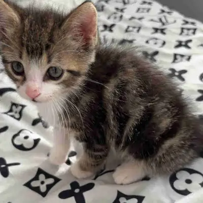 kitten for sale, View more