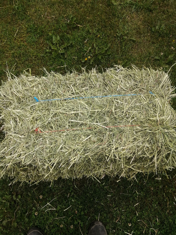 Timothy Hay for Sale in Livestock in Kitchener / Waterloo - Image 2