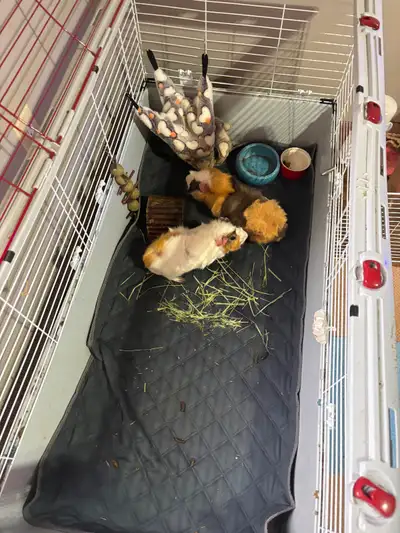 Guinea Pig, View more
