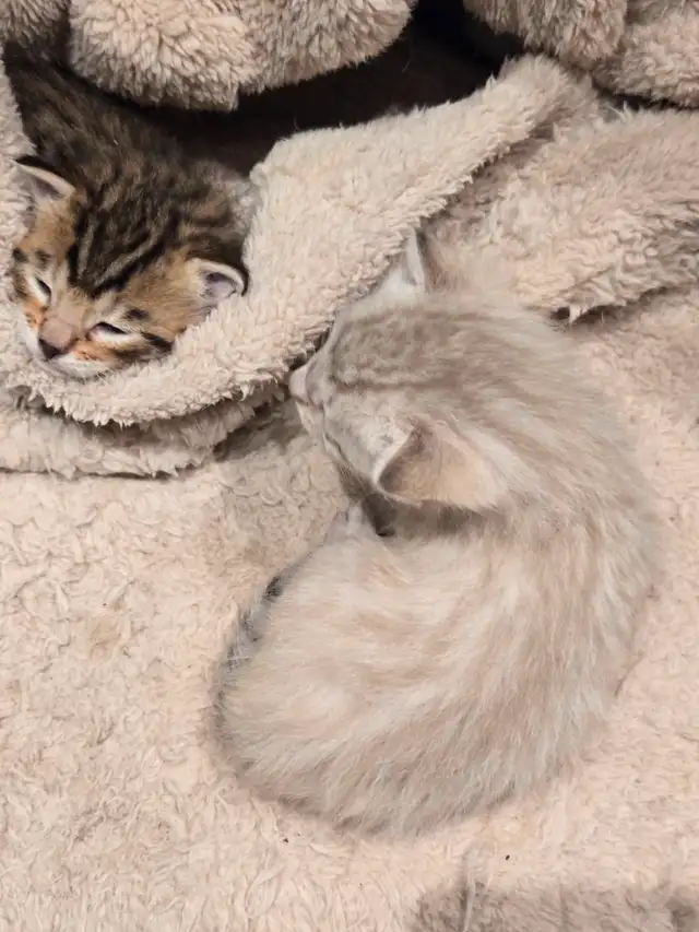 chaton  highland lynx et bengal in Cats & Kittens for Rehoming in Longueuil / South Shore - Image 7