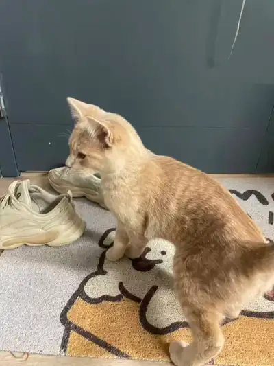 Rehoming two 4-month-old kittens, View more