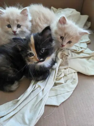 Ragdoll and bsh mix kittens 2 tan kittens sold, View more