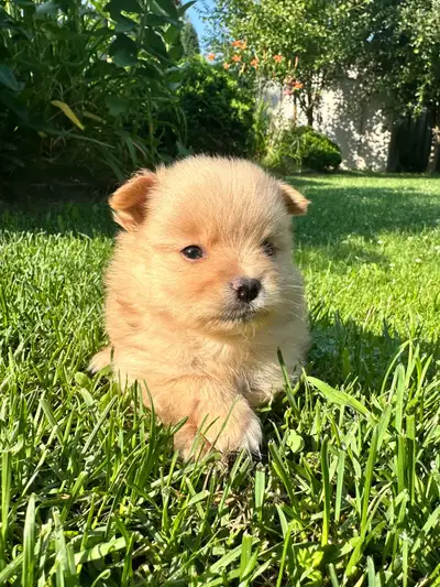 Cute Pomeranian Puppies, View more