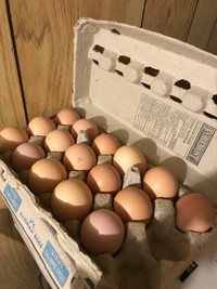 Fertilized Eggs - Meat Chickens