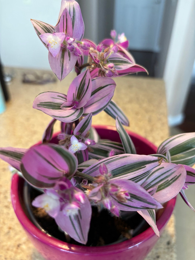 Gorgeous Tradescantia Nanouk   in Plants, Fertilizer & Soil in Calgary - Image 2