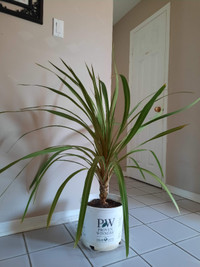 Large Codyline Australis Indoor Plant 4' Bonsai