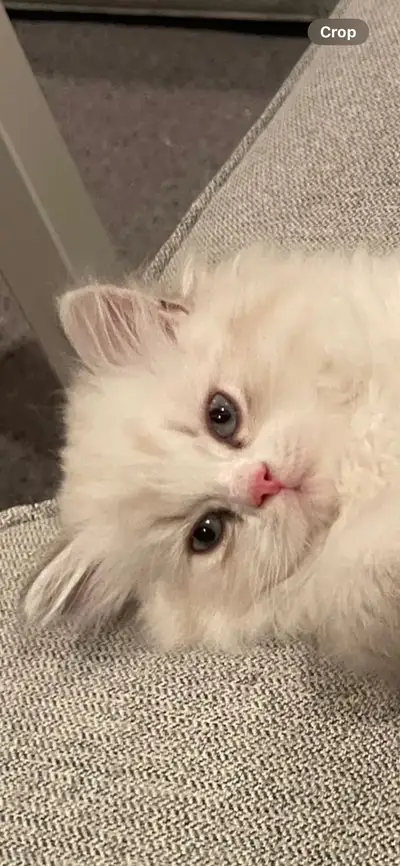 Male Scottish kitten , View more