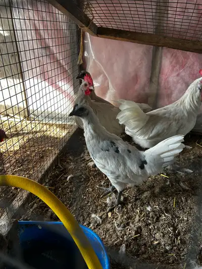 Hatching Eggs , View more