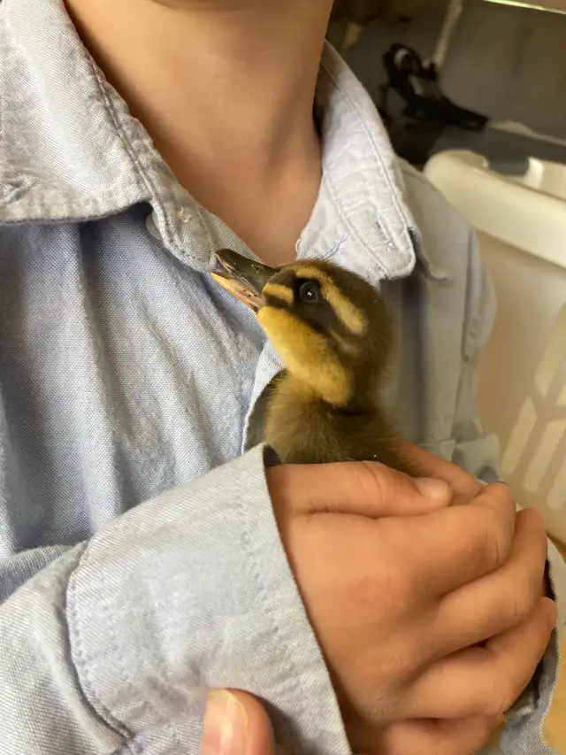 2 ducklings in Livestock in Lethbridge - Image 7