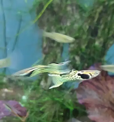 Leopard endlers young adults: 3 males and 3 females for $10, View more