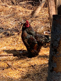 Golden Laced Cochin Roosters x2