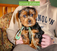 Yorkie Male Puppies, Non-shedding, Home-Raised,Ready March16th
