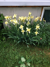 plante iris plusieurs variétés ( vivace )