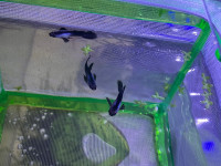3 panda guppies for rehoming 