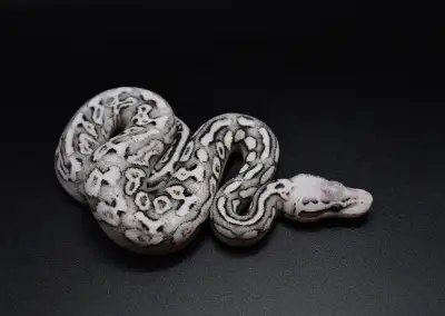 Super Pastel Black Pastel Gravel Het Clown Ball Python, View more