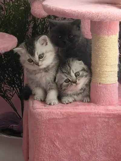 scottish fold kittens, View more