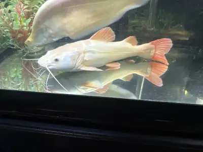 Platinum Red Tail Catfish, View more