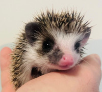 Super tame and adorable baby Pygmy Hedgehohs! Amazing pets!